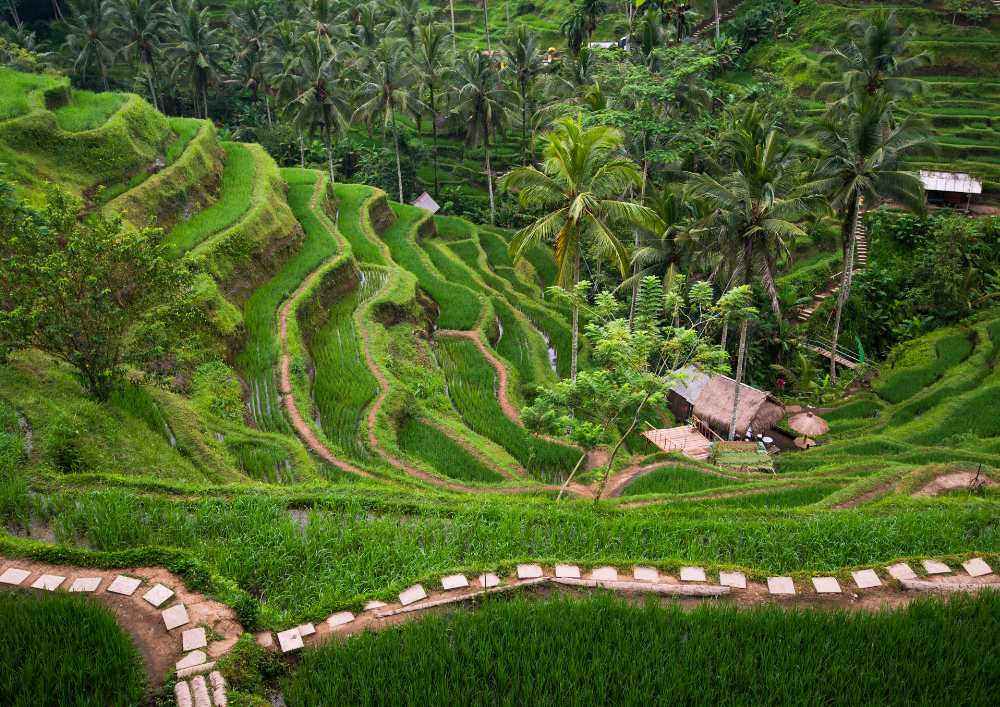 Rice terrace in Ubud, Bali