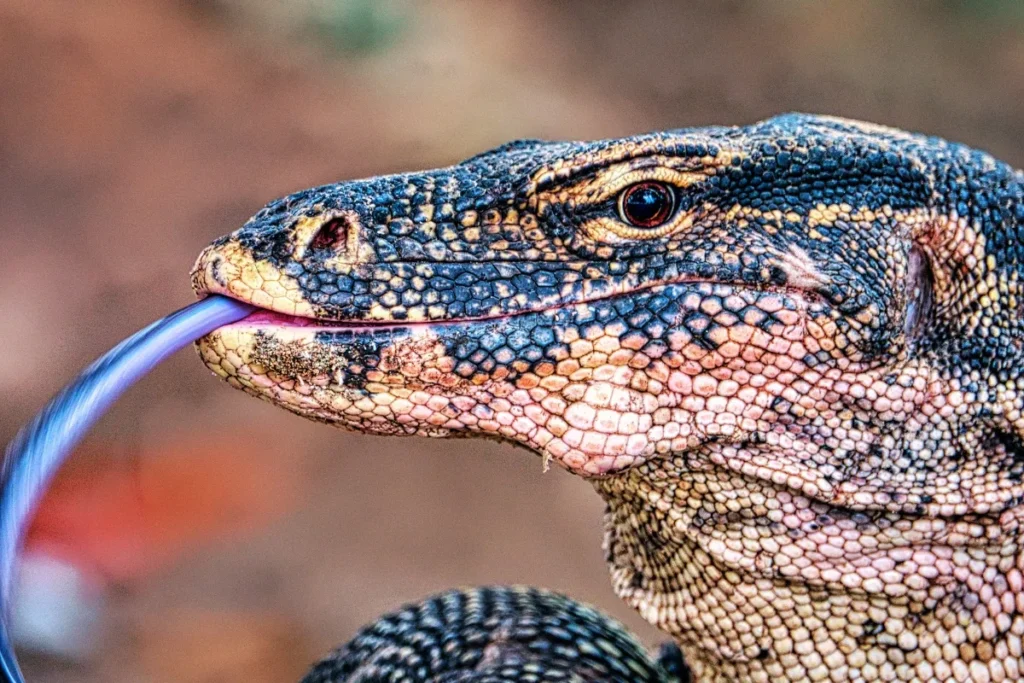 See a Komodo dragon on a trip Labuan Bajo 