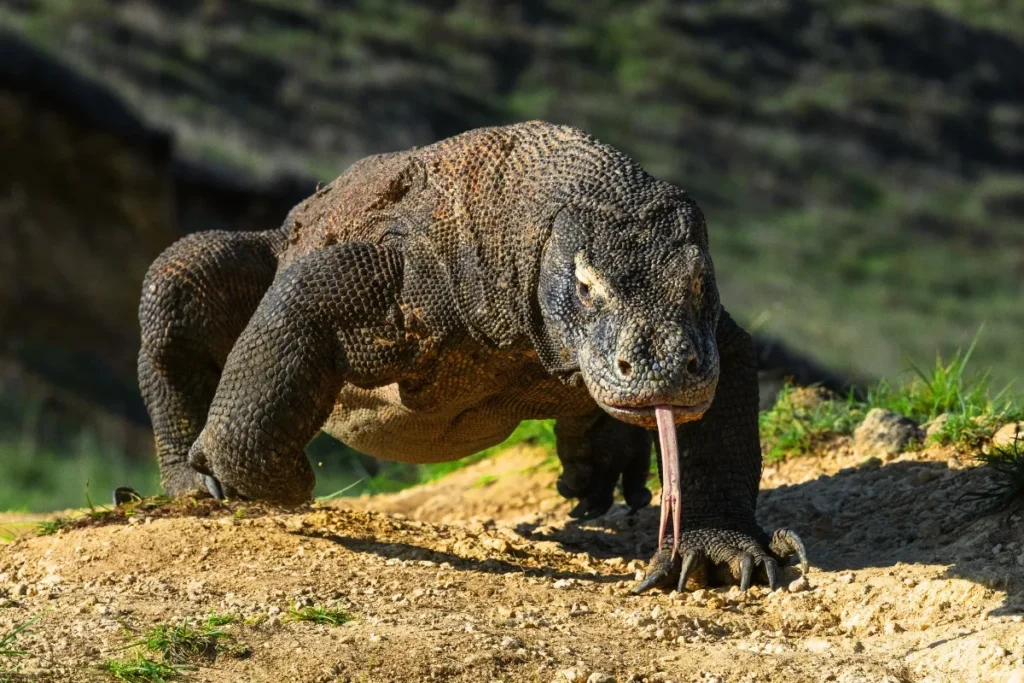 Komodo dragon in Labuan Bajo Indonesia