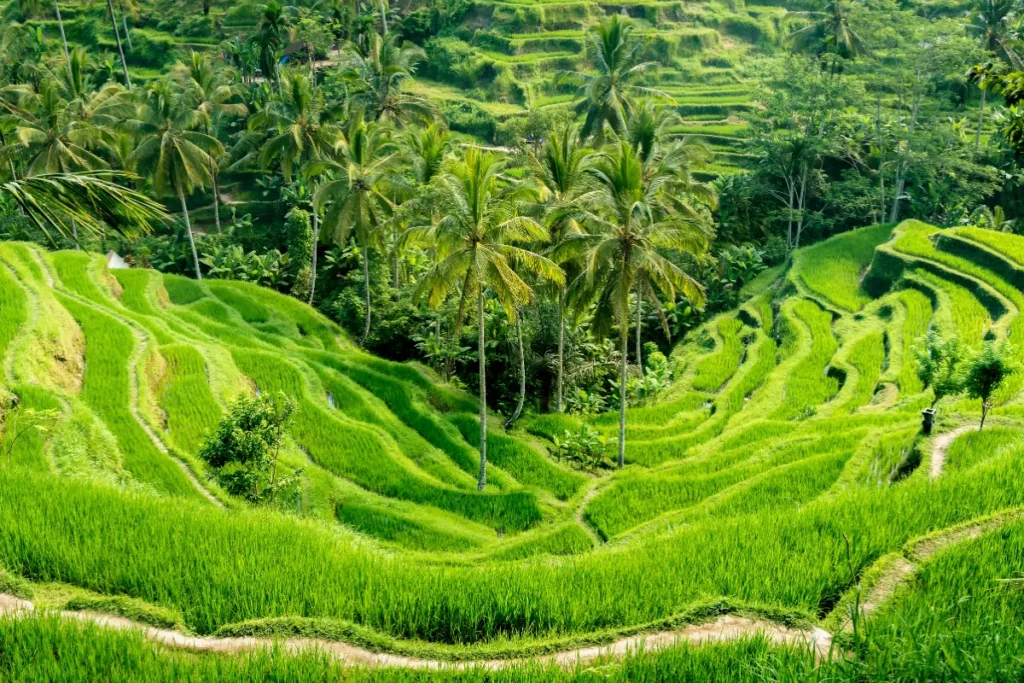 Rice terrace views and activities in Bali